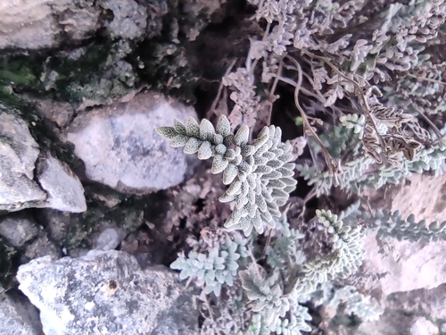 Image of Notholaena greggii by (c) Mauricio Calderón, some rights reserved (CC BY)