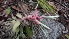 Tillandsia streptophylla