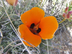 Calochortus kennedyi kennedyi