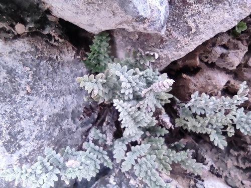 Image of Notholaena greggii by (c) Mauricio Calderón, some rights reserved (CC BY)