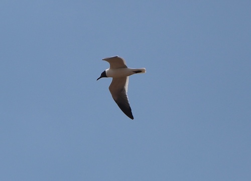 Laughing Gull photographed in New York