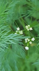 Scandix pecten-veneris