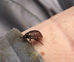 Calligrapha multipunctata