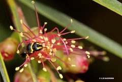 Hylaeus euxanthus