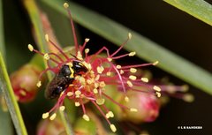 Hylaeus euxanthus