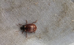 Calligrapha multipunctata