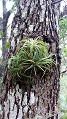 Tillandsia ionantha