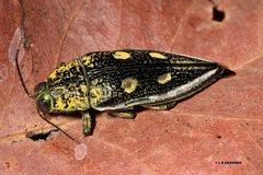 Austrophorella quadrisignata