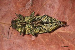 Austrophorella quadrisignata