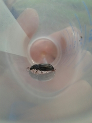 Nalassus dermestoides