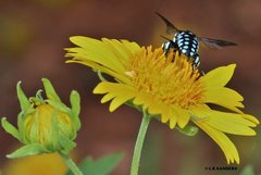 Thyreus caeruleopunctatus