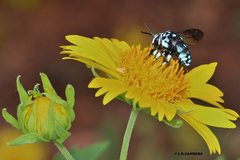 Thyreus caeruleopunctatus