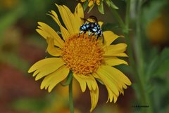 Thyreus caeruleopunctatus