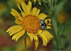 Thyreus caeruleopunctatus