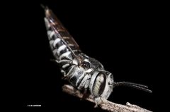 Coelioxys albolineatus