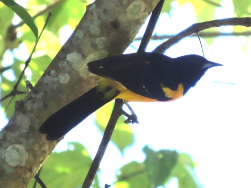 Bar-winged Oriole (Icterus maculialatus), photo 4