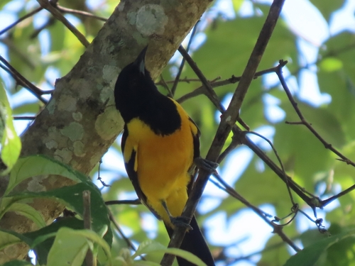 Bar-winged Oriole (Icterus maculialatus), photo 5