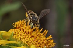 Megachile macularis