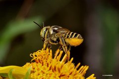 Megachile macularis