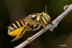Megachile macularis