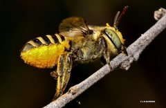 Megachile macularis