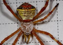 Argiope kochi