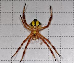 Argiope kochi