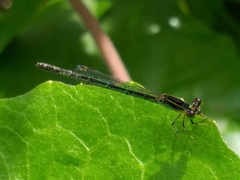 Agriocnemis minima