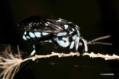 Thyreus caeruleopunctatus