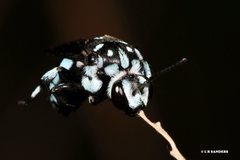 Thyreus caeruleopunctatus