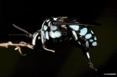 Thyreus caeruleopunctatus