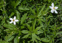 Anemonastrum