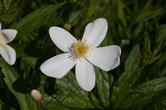 Anemonastrum