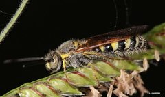 Radumeris radula