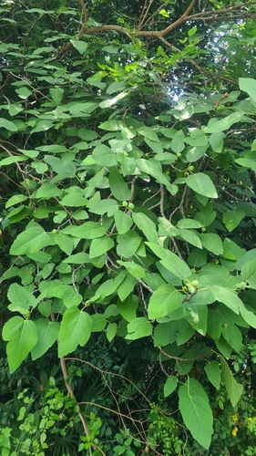Smokve (Ficus)