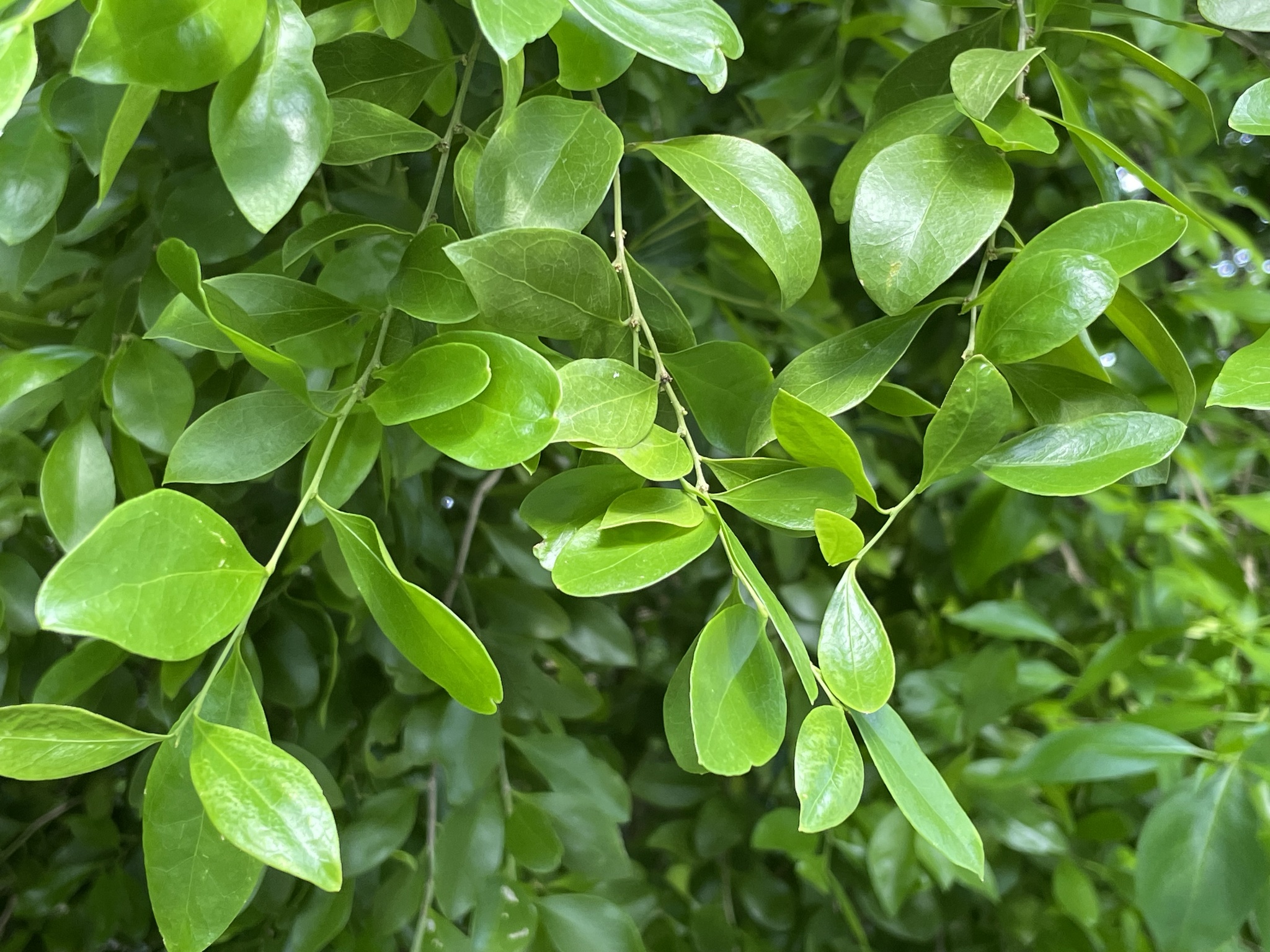 Imagem de Cola-navalha