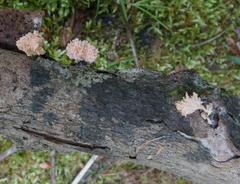 Xylaria flabelliformis