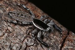 Holoplatys lhotskyi