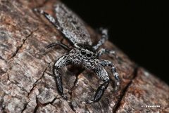 Holoplatys lhotskyi