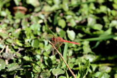 Sympetrum gilvum
