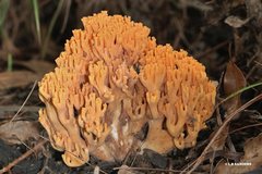 Ramaria capitata ochraceosalmonicolor