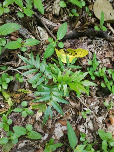 Thouinidium decandrum, photograph 5