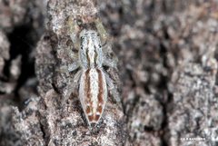 Afraflacilla stridulator