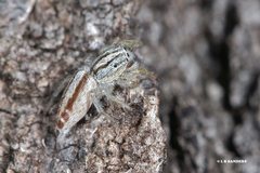 Afraflacilla stridulator