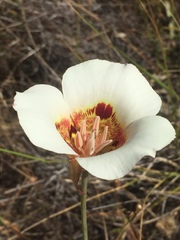 Calochortus vestae