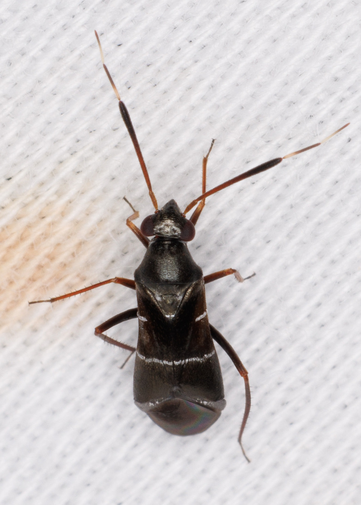 Pilophorus americanus