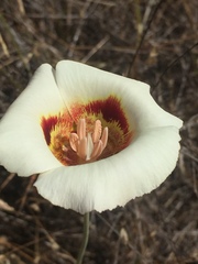 Calochortus vestae