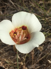 Calochortus vestae