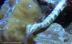 Corythoichthys intestinalis