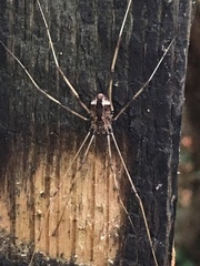 Leiobunum ventricosum